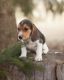 Beagle Puppies for sale in Alaska St, Staten Island, NY 10310, USA. price: NA