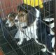 Beagle Puppies for sale in Arlington, VA, USA. price: NA