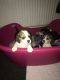 Beagle Puppies for sale in Green Cove Springs, FL 32043, USA. price: $400