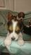 Beagle Puppies for sale in S First Colonial Rd, Virginia Beach, VA 23454, USA. price: NA