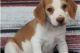 Beagle Puppies for sale in Austin, TX, USA. price: $850