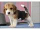 Beagle Puppies for sale in Westerville Woods Dr, Columbus, OH 43231, USA. price: NA