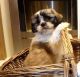 Beagle Puppies for sale in Edison, NJ, USA. price: NA