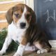Beagle Puppies for sale in Canton, OH, USA. price: NA