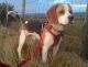 Beagle Puppies for sale in Florida Ave NW, Washington, DC, USA. price: $400