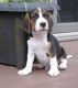 Beagle Puppies for sale in Virginia Beach, VA, USA. price: NA