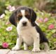 Beagle Puppies for sale in Virginia Beach, VA, USA. price: NA