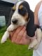 Beagle Puppies for sale in Fredericksburg, TX 78624, USA. price: $400
