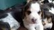 Beagle Puppies for sale in Fredericksburg, TX 78624, USA. price: $400