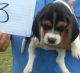 Beagle Puppies for sale in Dearing, GA 30808, USA. price: NA