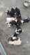 Beagle Puppies for sale in Zuni, VA 23898, USA. price: NA