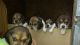 Beagle Puppies for sale in Marlboro Township, NJ, USA. price: NA