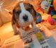 Beagle Puppies for sale in Texas City, TX, USA. price: $400