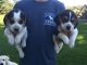 Beagle Puppies for sale in California Rd, Mt Vernon, NY 10552, USA. price: NA