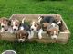 Beagle Puppies for sale in Fremont Blvd, Fremont, CA, USA. price: $250