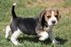 Beagle Puppies for sale in Pittsburgh, PA, USA. price: NA