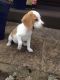 Beagle Puppies for sale in Fannettsburg Rd W, Fannettsburg, PA 17221, USA. price: NA