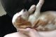 Beagle Puppies for sale in Bradford Woods, PA 15015, USA. price: $400