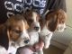 Beagle Puppies for sale in Bradford Woods, PA 15015, USA. price: NA