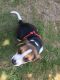 Beagle Puppies for sale in W Spring St, Spring Hill, KS 66083, USA. price: $500
