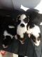 Beagle Puppies for sale in Friedensburg, PA 17933, USA. price: NA