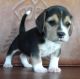 Beagle Puppies for sale in San Jose, CA, USA. price: $550
