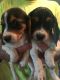Beagle Puppies for sale in Fayetteville, OH 45118, USA. price: $250