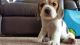 Beagle Puppies for sale in West Stockbridge, MA 01266, USA. price: NA