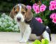 Beagle Puppies for sale in Duluth, GA, USA. price: NA