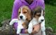 Beagle Puppies for sale in Austin, TX, USA. price: NA