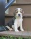 Beagle Puppies for sale in Harrisburg, PA, USA. price: NA