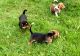 Beagle Puppies for sale in Clare, MI 48617, USA. price: $400
