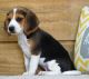 Beagle Puppies for sale in Texas City, TX, USA. price: $500