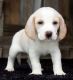Beagle Puppies for sale in Texas City, TX, USA. price: $450