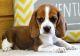 Beagle Puppies for sale in Texas City, TX, USA. price: $450