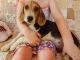 Beagle Puppies for sale in Texas City, TX, USA. price: $500