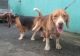 Beagle Puppies for sale in Quezon City, Metro Manila, Philippines. price: 3000 PHP