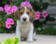 Beagle Puppies for sale in Marlborough, MA, USA. price: NA