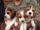 Beagle Puppies for sale in Las Vegas, NV 89109, USA. price: NA