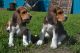 Beagle Puppies for sale in Nashville, TN 37246, USA. price: NA