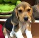 Beagle Puppies for sale in Texas St, Fairfield, CA 94533, USA. price: NA