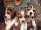 Beagle Puppies for sale in Indianapolis Blvd, Hammond, IN, USA. price: NA