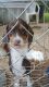 Beagle Puppies for sale in Calhoun, GA, USA. price: NA