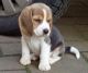 Beagle Puppies for sale in NJ-3, Clifton, NJ, USA. price: NA