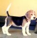 Beagle Puppies for sale in Kochi, Kerala, India. price: 50000 INR
