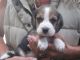 Beagle Puppies for sale in Fernandina Beach, FL 32035, USA. price: NA