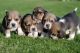 Beagle Puppies for sale in Califa St, Los Angeles, CA 91601, USA. price: NA