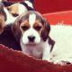 Beagle Puppies for sale in Blue Springs, MS 38828, USA. price: NA