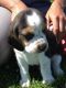 Beagle Puppies for sale in Blue Springs, MS 38828, USA. price: NA