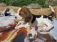 Beagle Puppies for sale in Charleston, SC 29401, USA. price: NA